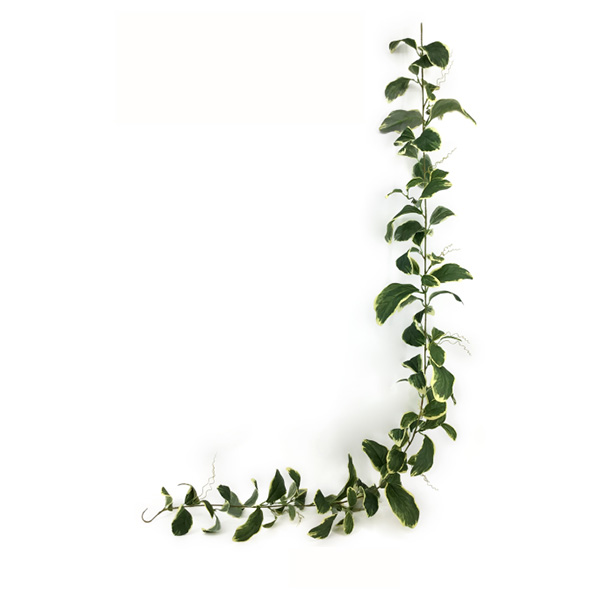 Two Meters Of White Border Boxwood Vine