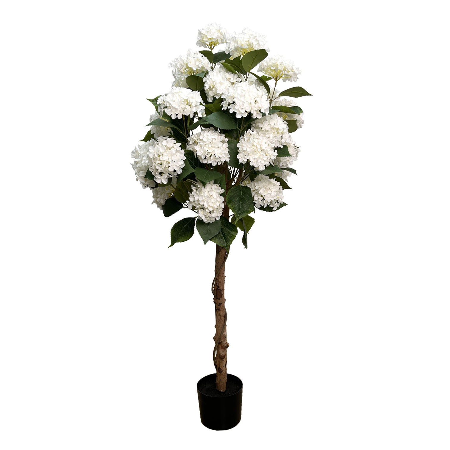 Hydrangea Plant