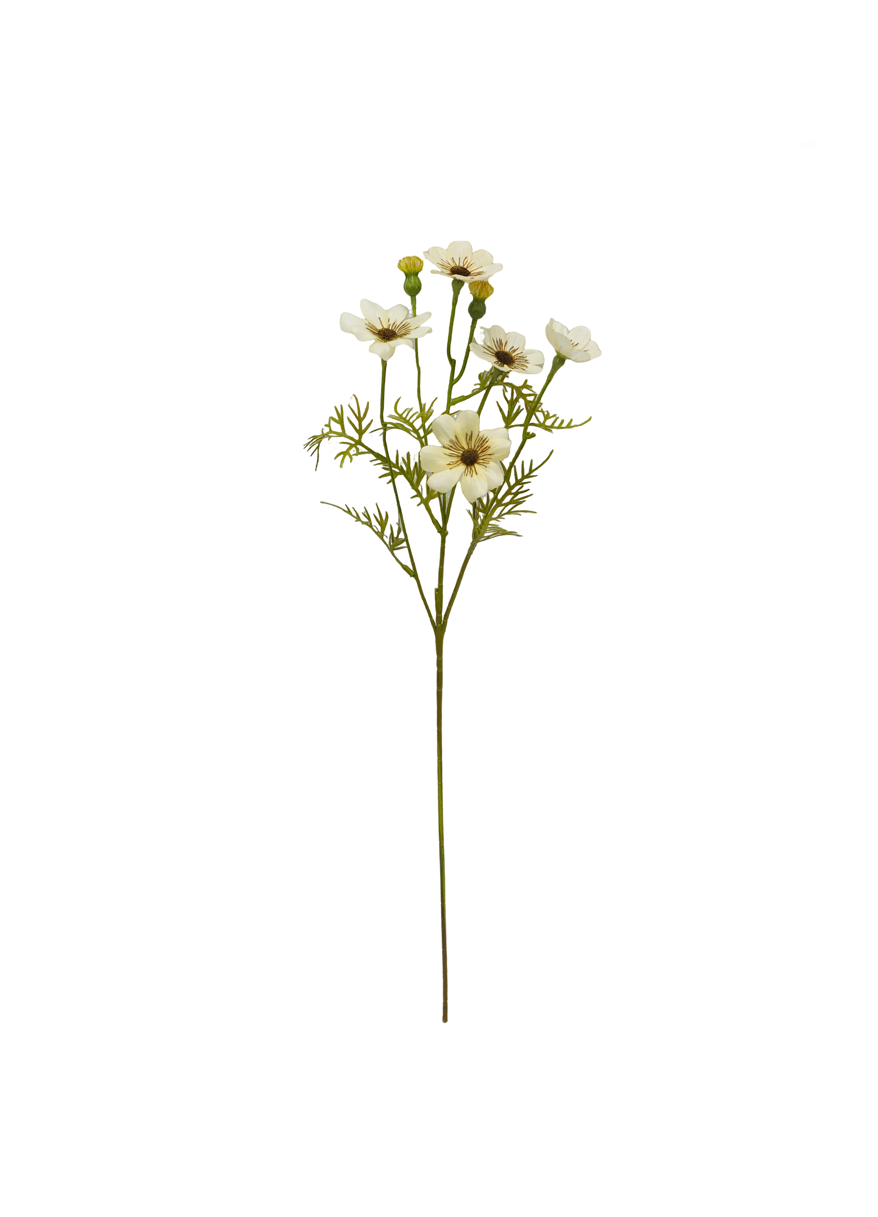 cosmos
